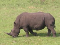 Rhinocéros de Louis XV